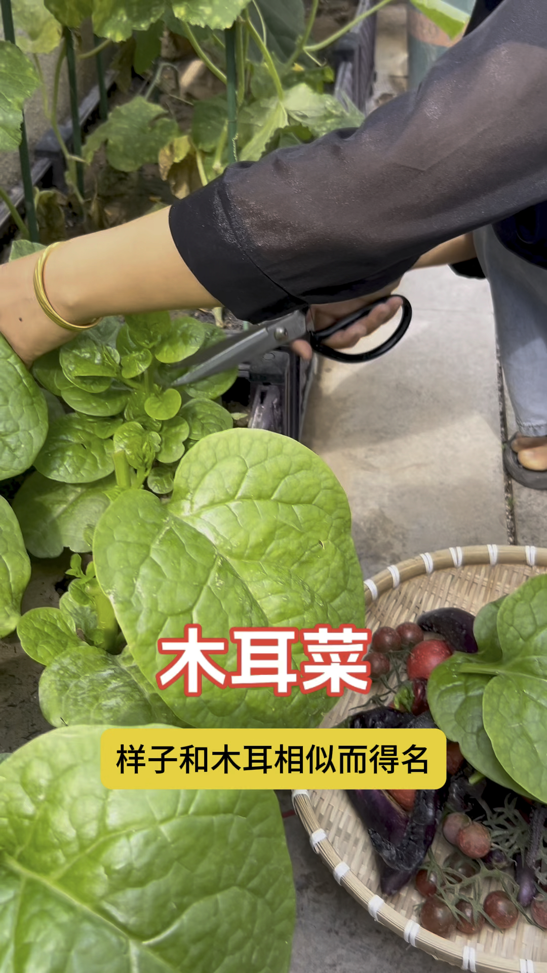 木耳菜学名落葵,吃起来嫩嫩的,营养丰富,种植简单,特别耐热,种几棵就吃不败摘不完