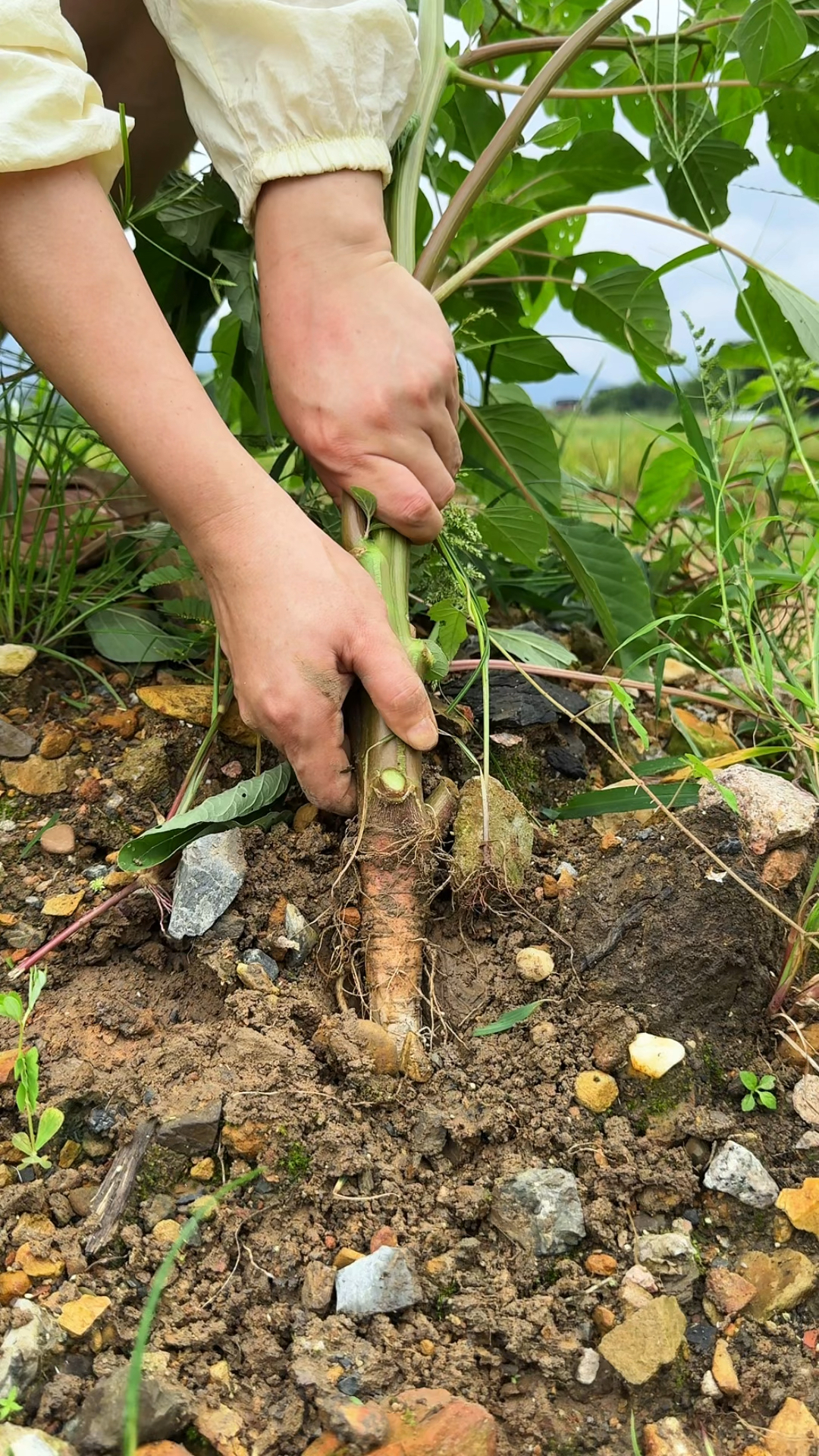 这种植物叫刺苋,它的根部被称为土人参