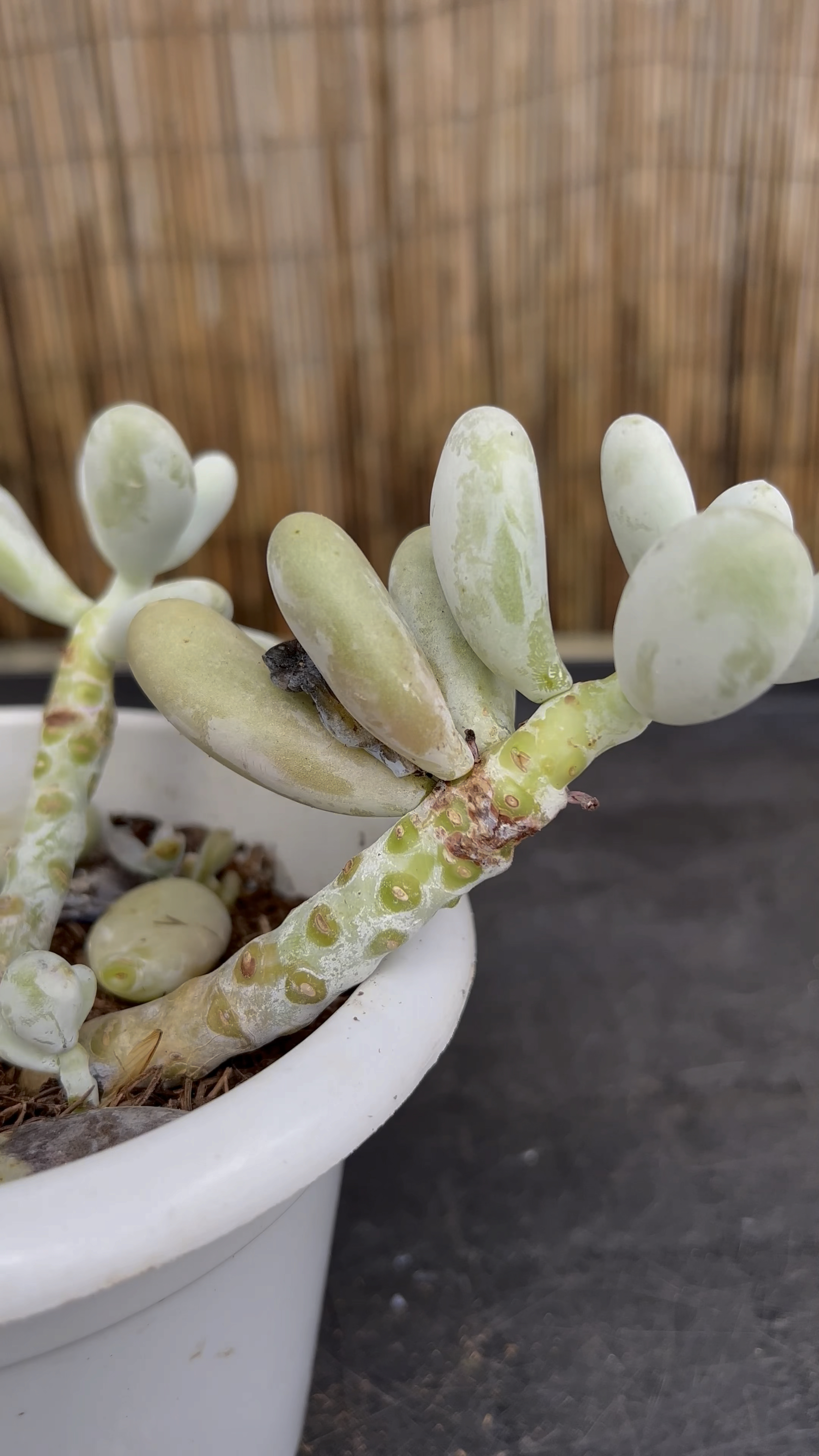 多肉叶片一碰就掉,主要是这4点