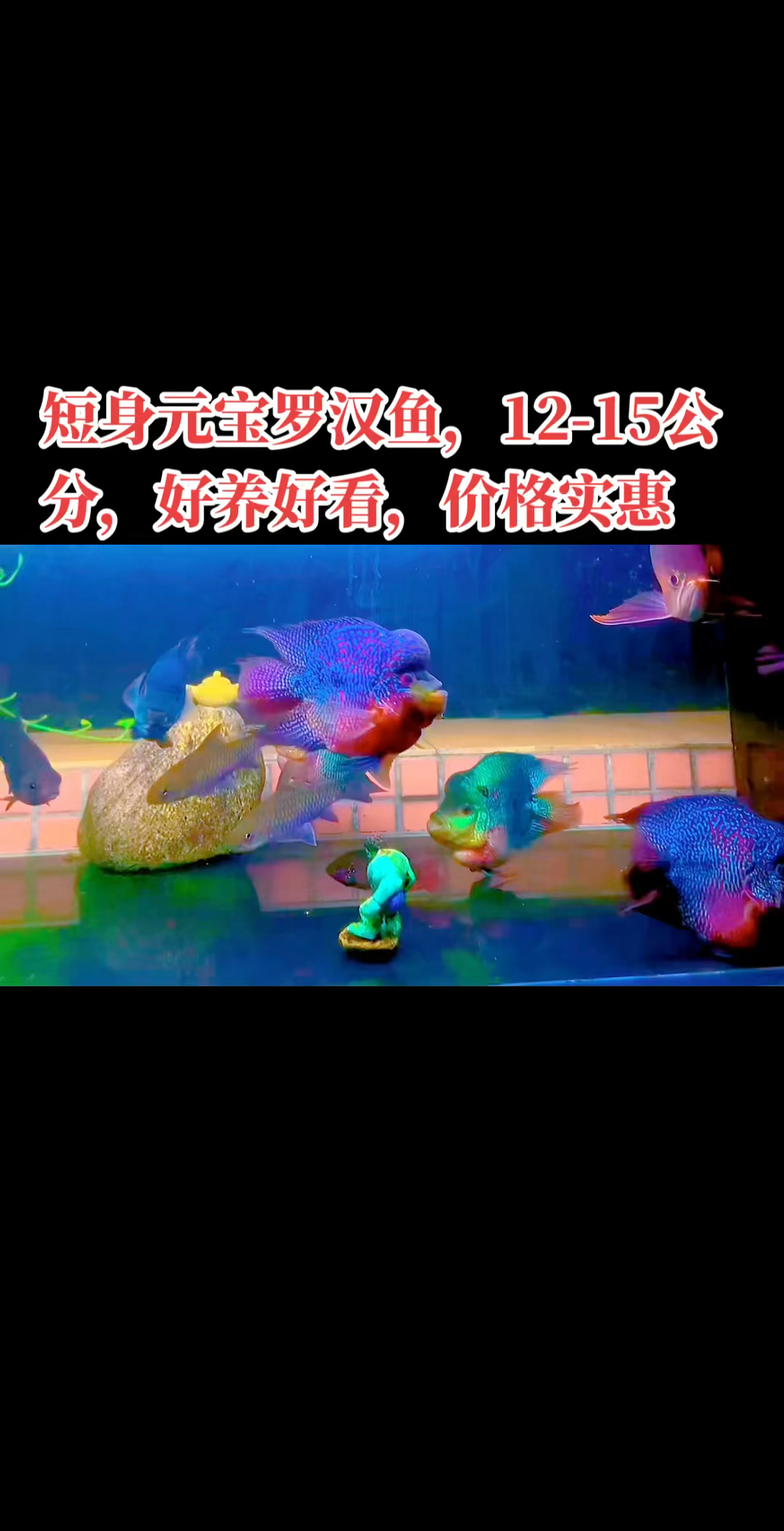 短身元宝罗汉鱼,12-15公分,头大身圆,底色炫彩,好养好看