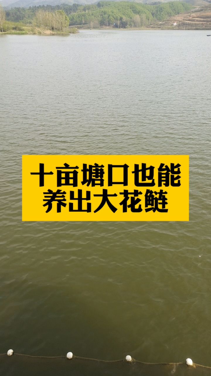 十亩塘口也能养出大花鲢