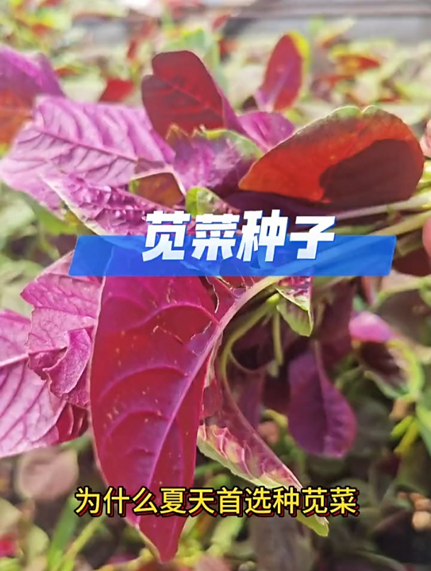 苋菜营养丰富而且好吃又好种,还不招虫子,现在正是种植好时候
