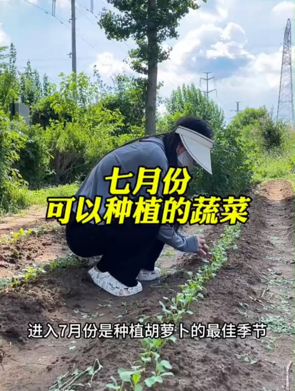 夏天夏季高温,六七八月适合种植的蔬菜品种!