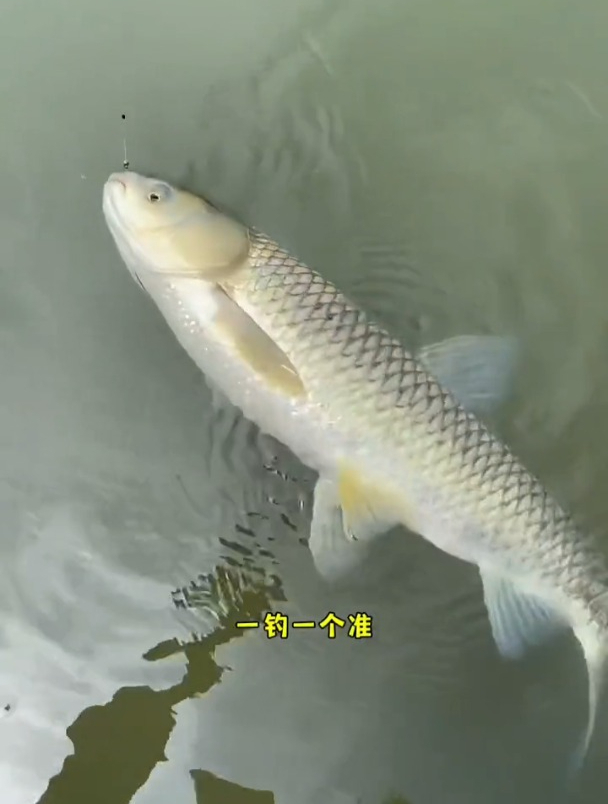 专门钓鲤鱼草鱼的颗粒饵,配方上有啥特别的吗?