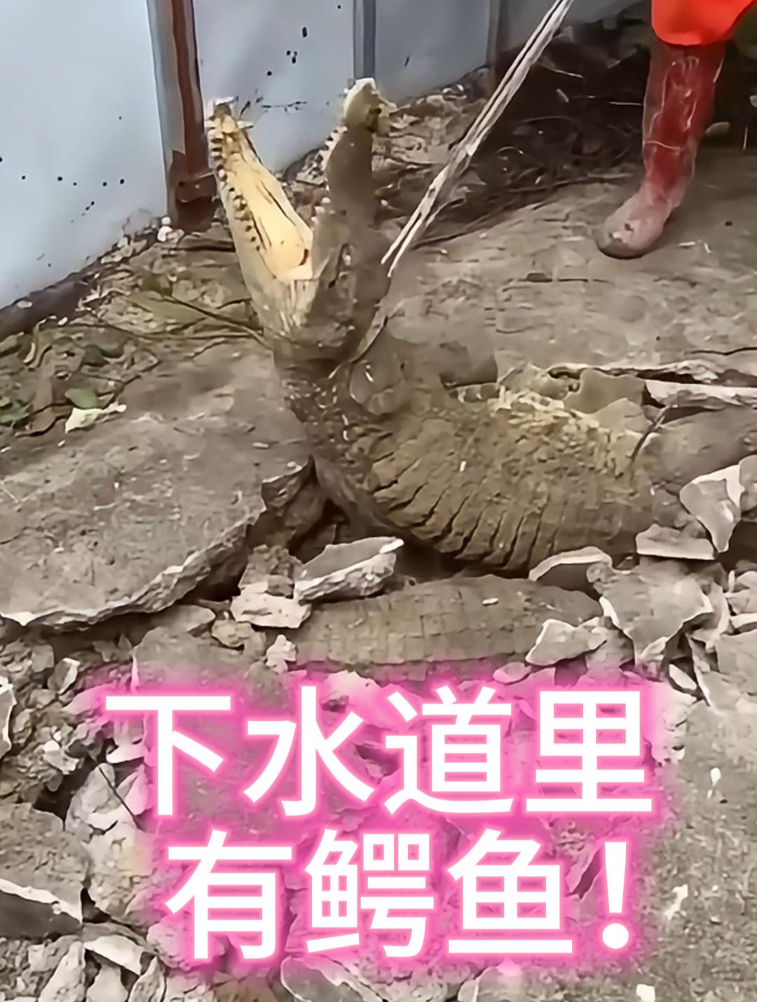 下水道里竟然有鳄鱼!男子经常听到奇怪的声音,打开一看惊呆了