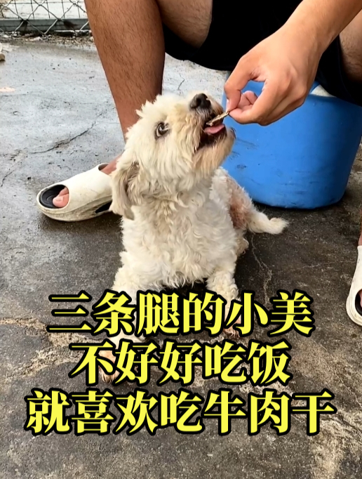 三条腿的流浪狗小美,不好好吃饭就喜欢牛肉干和罐头,也吃胖了