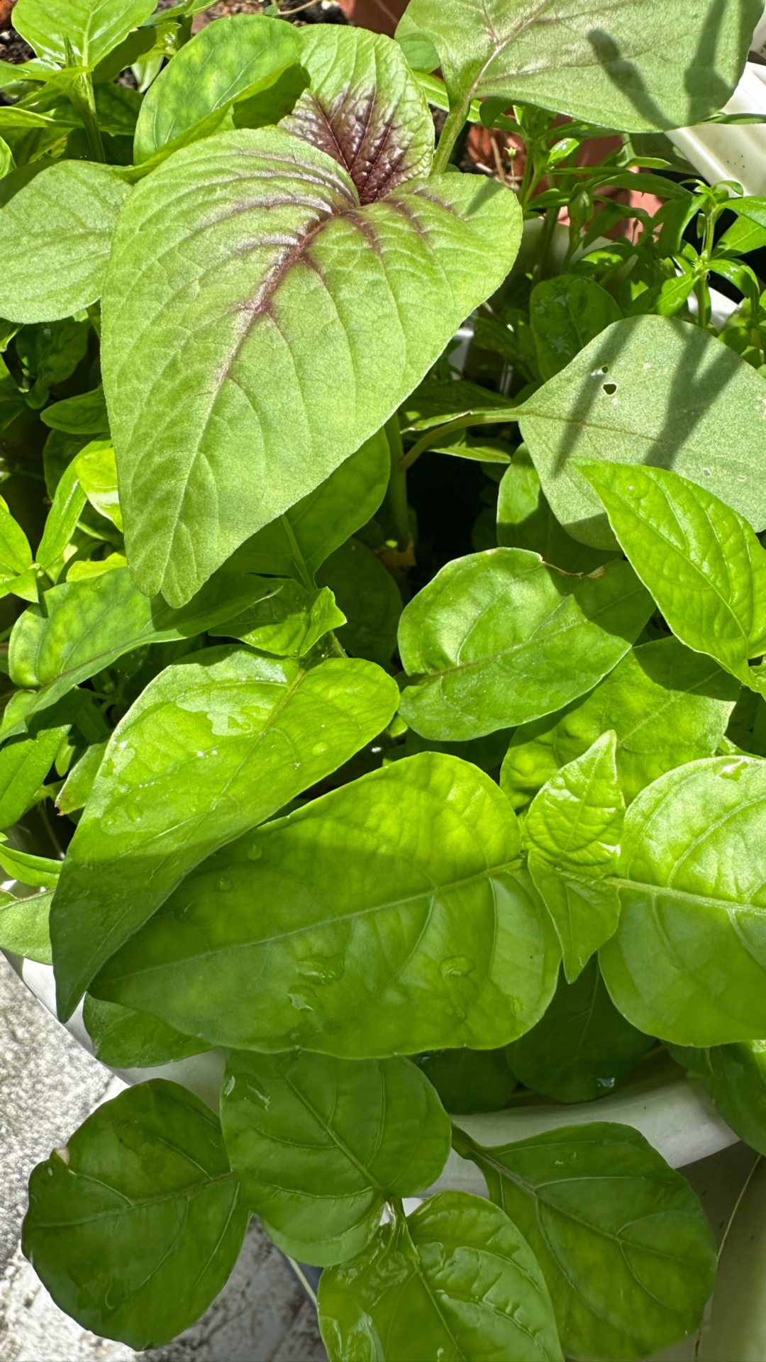 挑剔的弟弟说这种野菜比苋菜要好吃多了,扦插多种一些