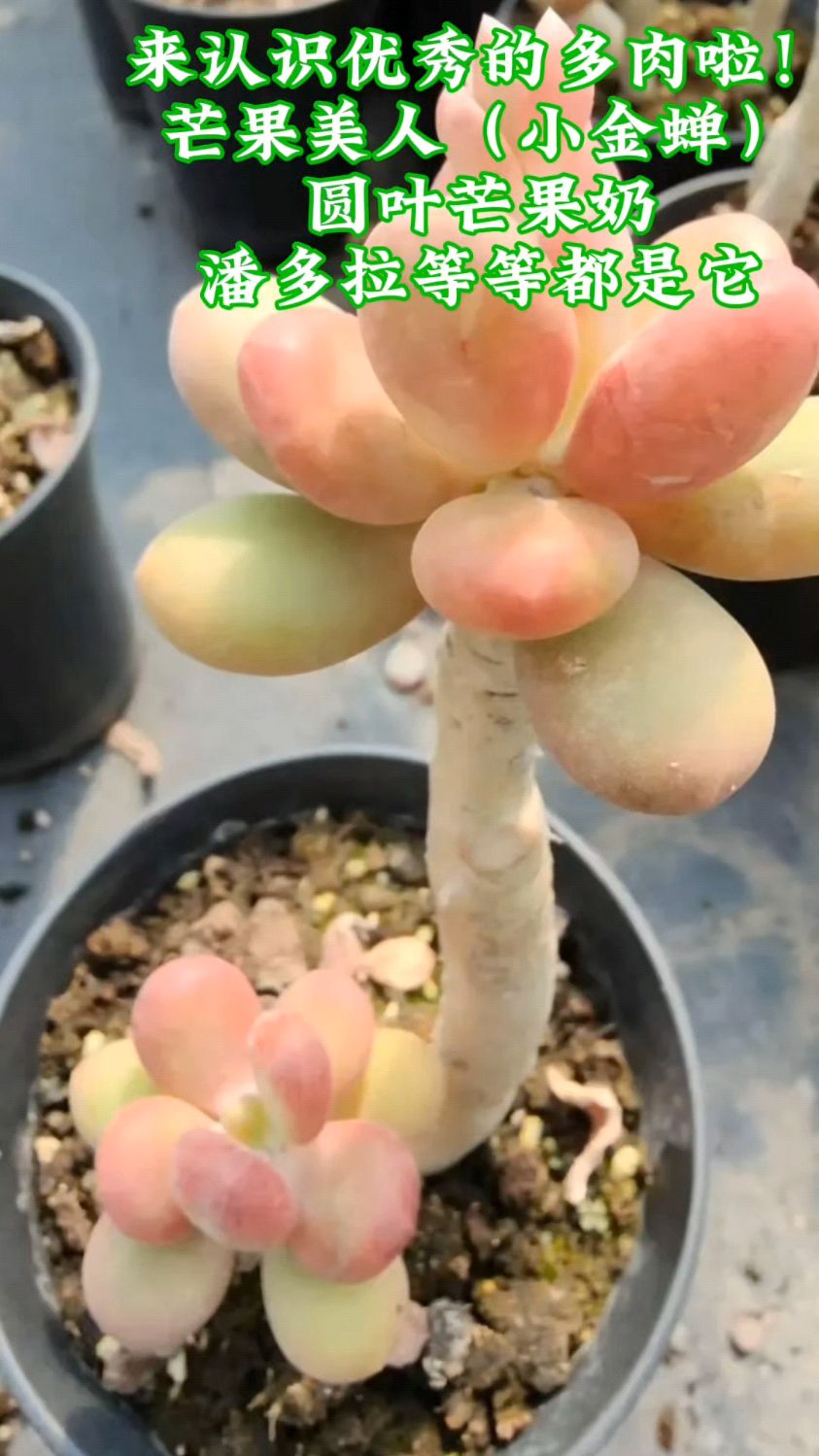 来认识优秀的多肉啦!芒果美人(小金蝉)圆叶芒果奶,潘多拉等