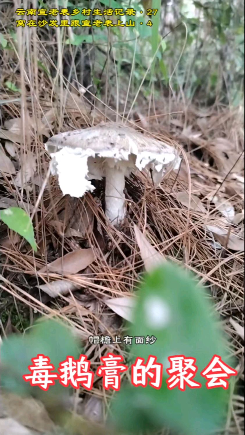 毒鹅膏的聚会,如果有人食用其中的一种,记得分享一下啊,哈哈
