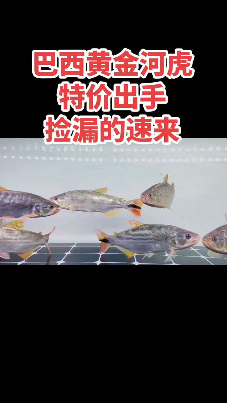 巴西黄金河虎,25-30公分,还剩少量,特价出手,捡漏的速来