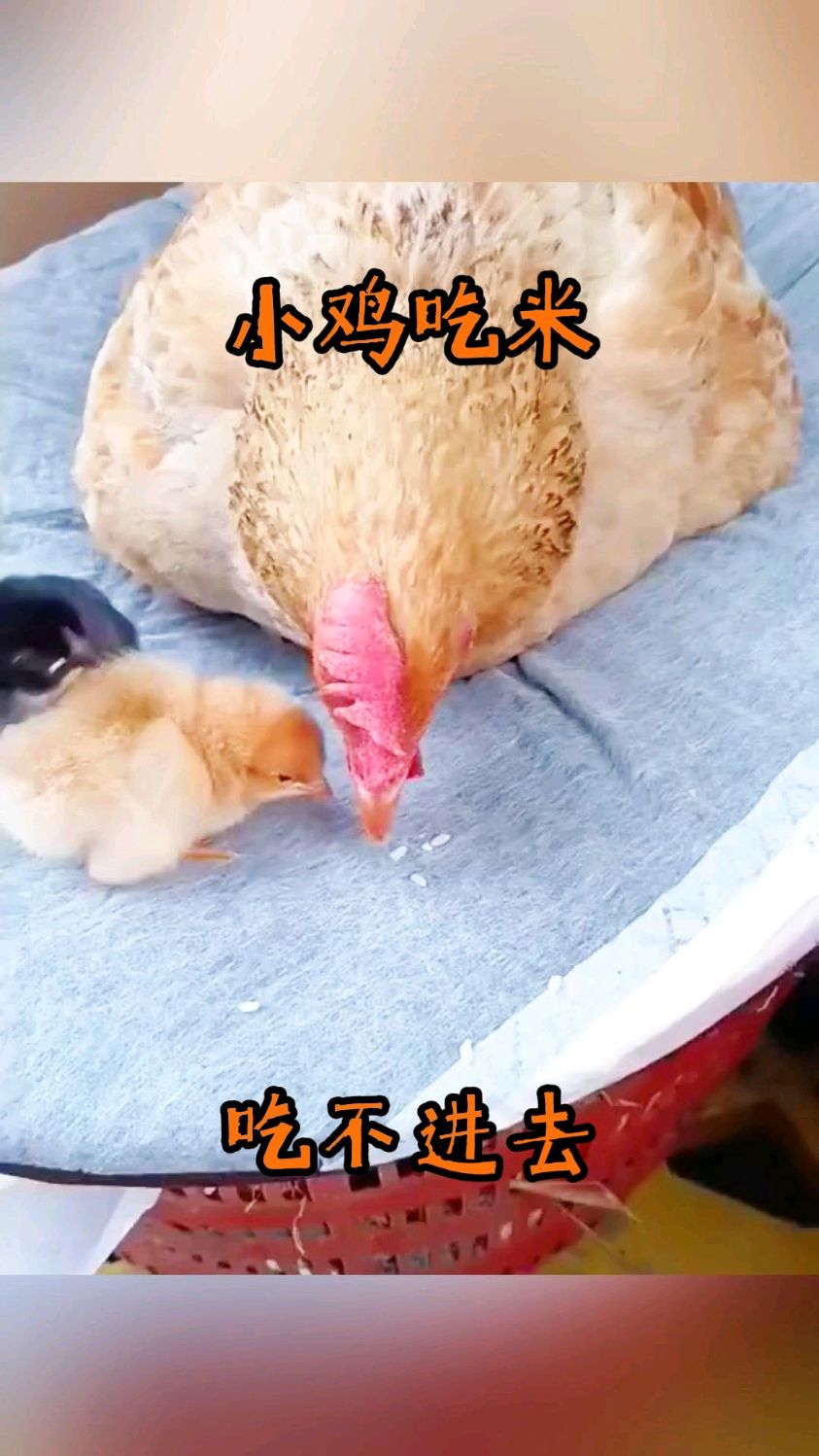 小鸡吃米,吃不进去!
