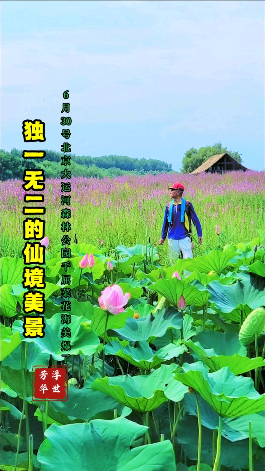 北京大运河森林公园西岸,梦幻般的千屈菜花海盛放,太美了