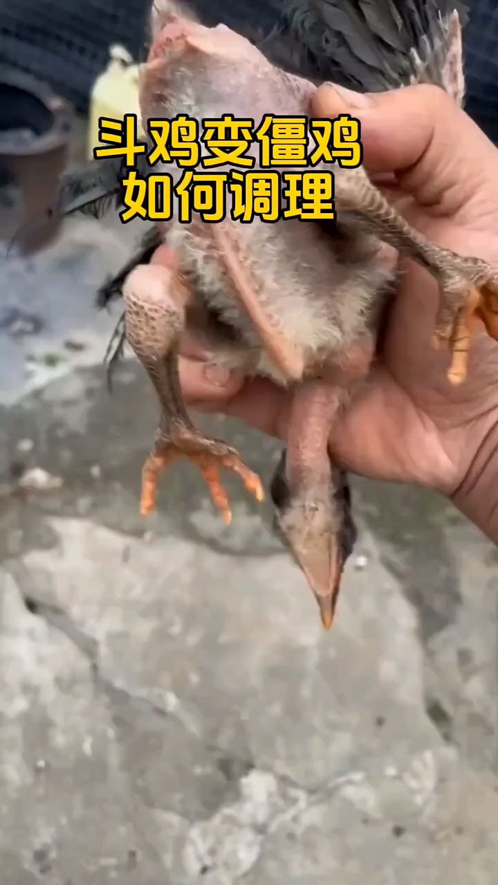 豆鸡干吃不长,怎么办?