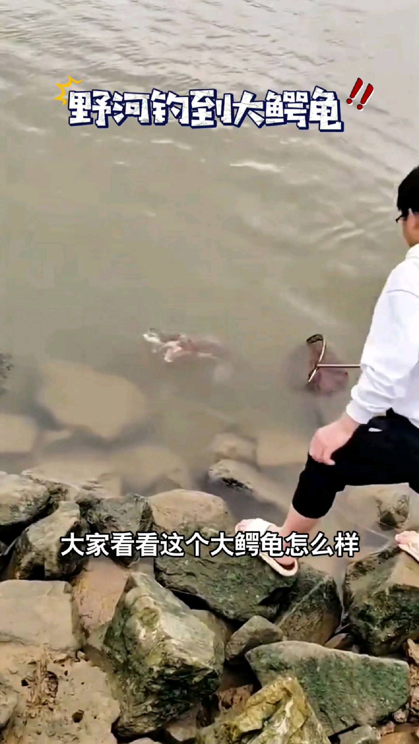 这个鳄龟,做个红烧乌龟肉大家觉得怎么样?#我的钓鱼日记