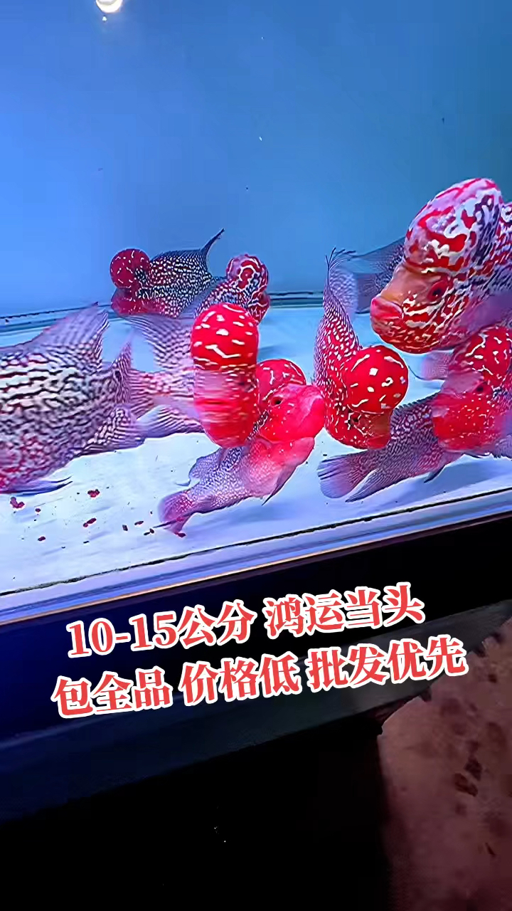 精品罗汉鱼,10-15公分,鸿运当头,好养又实惠,包全品,价格低