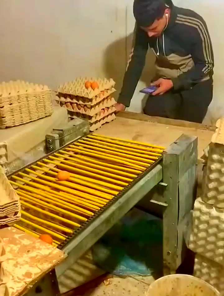 国外鸡蛋加工厂的一幕