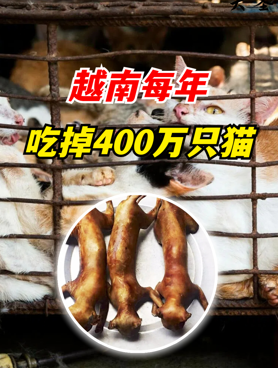 猫肉到底什么味?越南每年吃掉400万只猫,为何中国人却不吃?