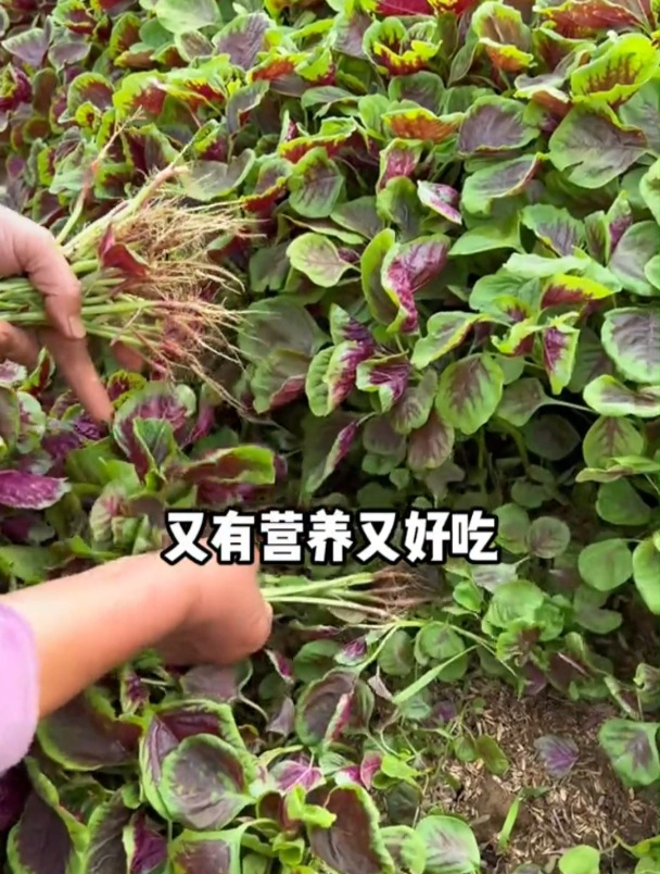 这个季节很适合种苋菜,种子撒下去出苗快,长出来的苋菜还好吃