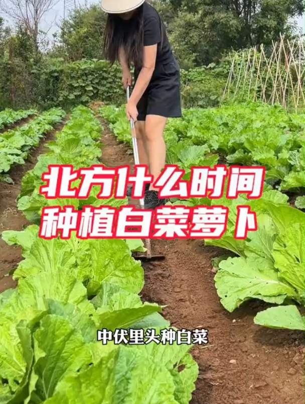 北方什么时候种植萝卜白菜?