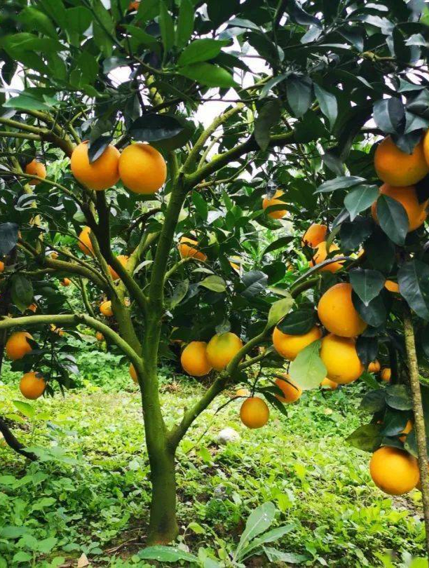 脐橙新品种,果实大抗寒性好!