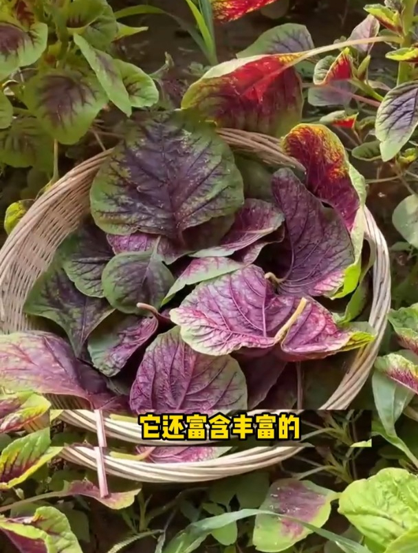 苋菜也叫“金不换”,农村家家都种,分枝能力强!