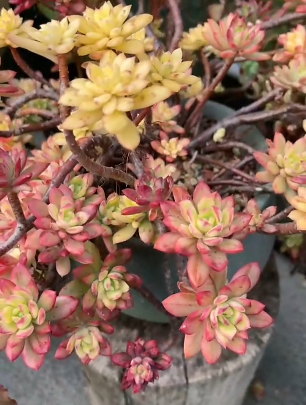 多肉小叮当锦,夏天还这么好看!
