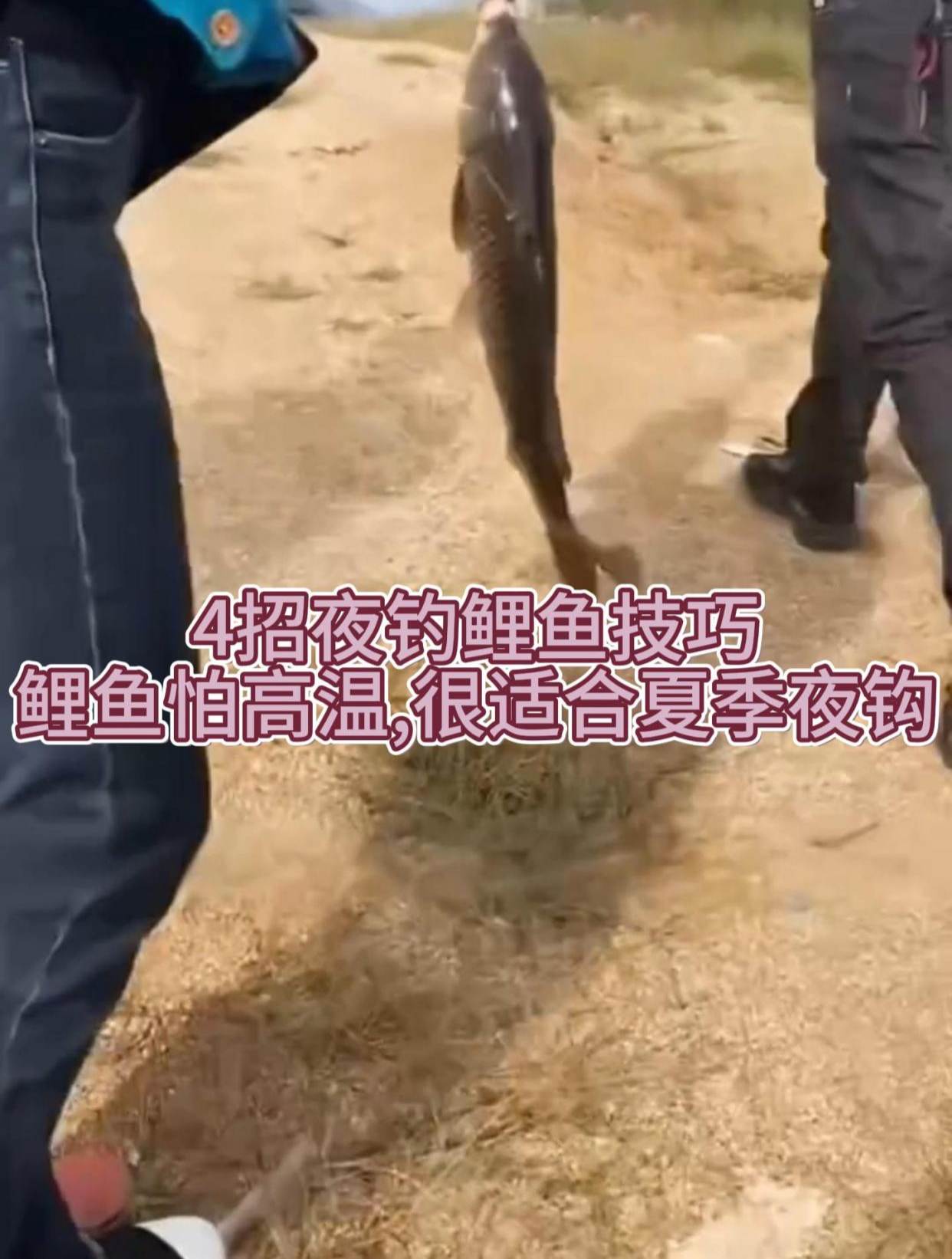 4招夜钓鲤鱼技巧,鲤鱼怕高温,很适合夏季夜钩!