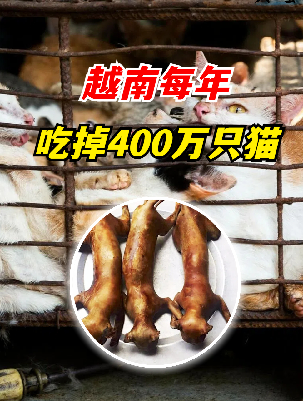猫肉到底什么味?越南每年吃掉400万只猫,为何中国人却不吃?