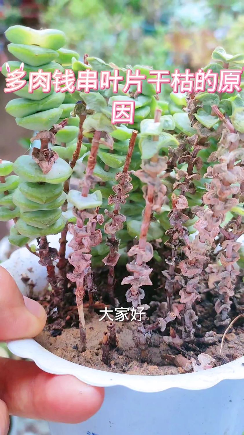 多肉钱串叶片干枯的原因