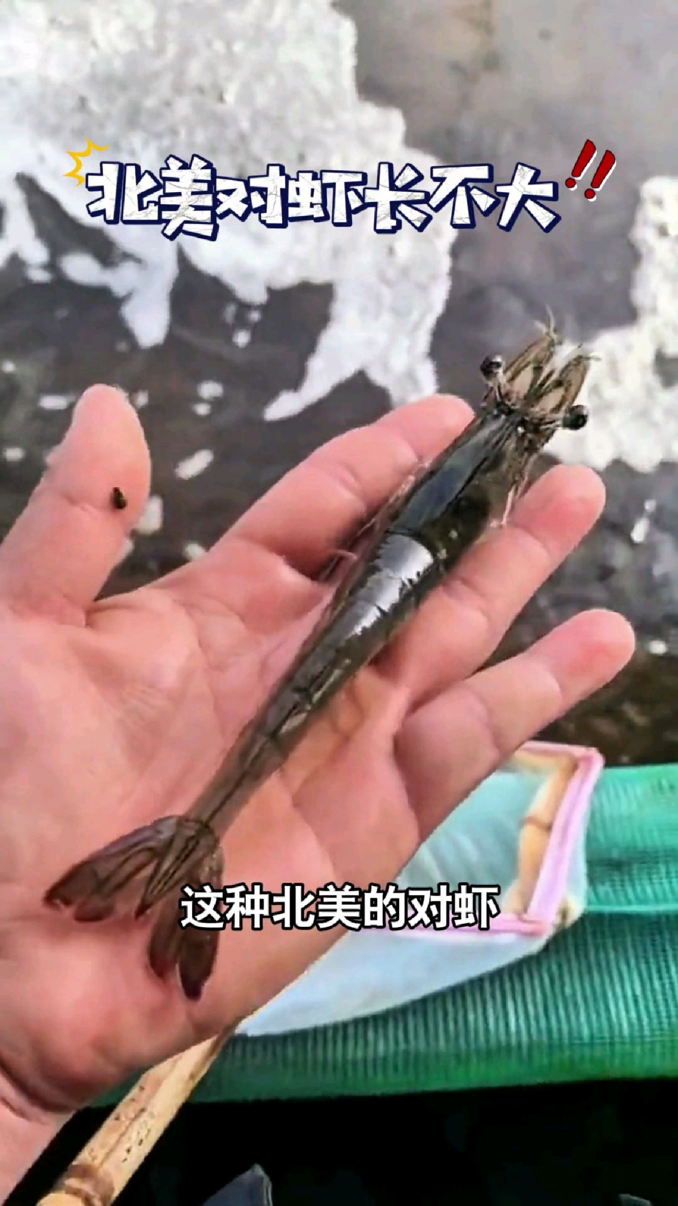 北美对虾最大的特点就是长得特别瘦长#我的钓鱼日记
