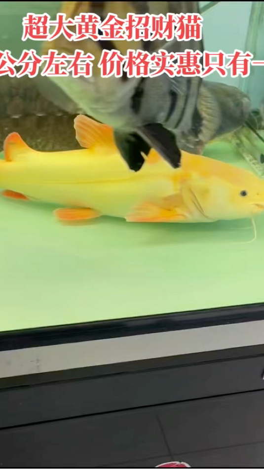 超大黄金招财猫,52公分左右,全品无沙,品质过硬,价格实惠