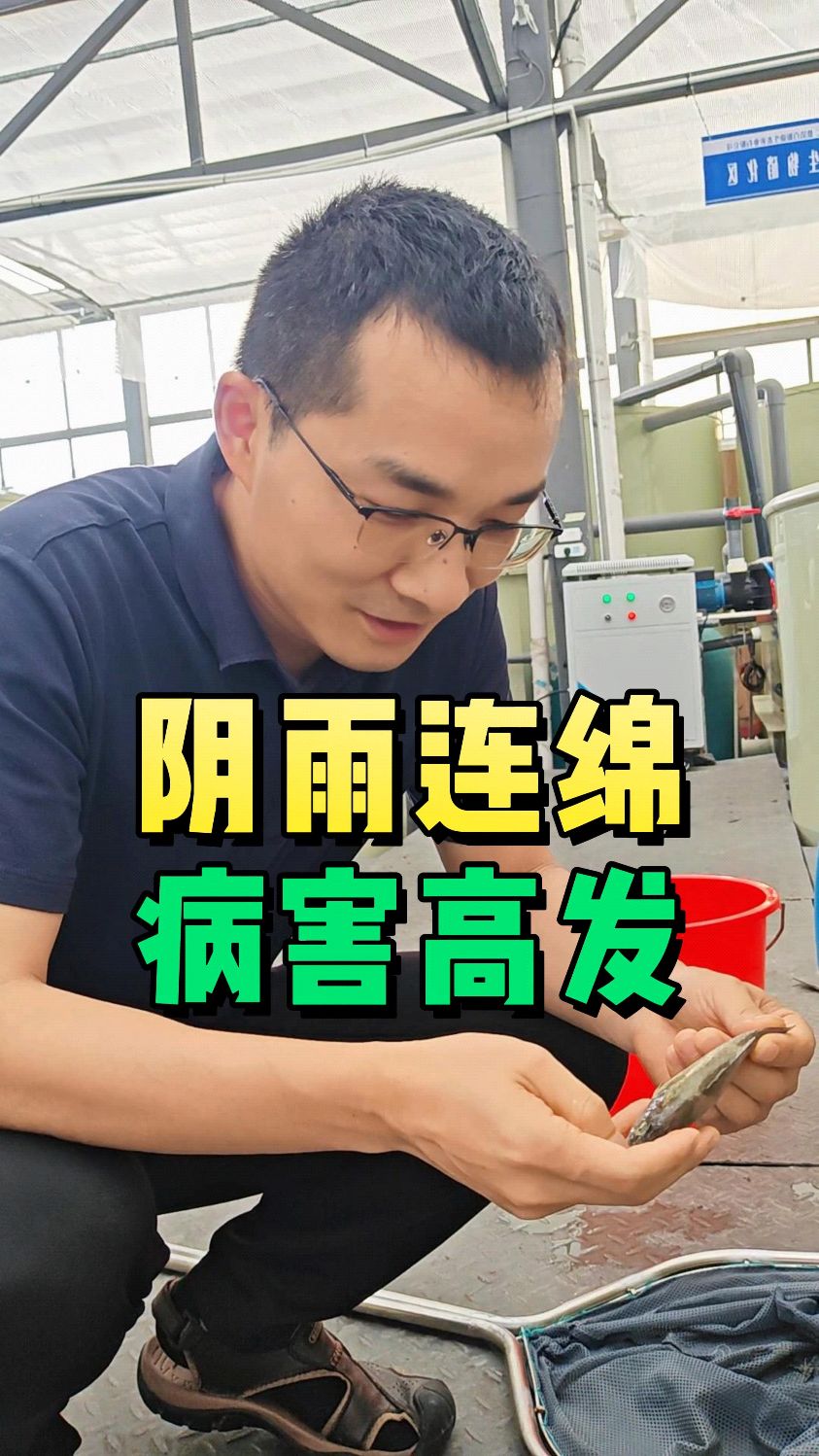 加州鲈鱼苗烂嘴烂尾烂鳃的症状,感染柱状黄杆菌,如何防治看这里