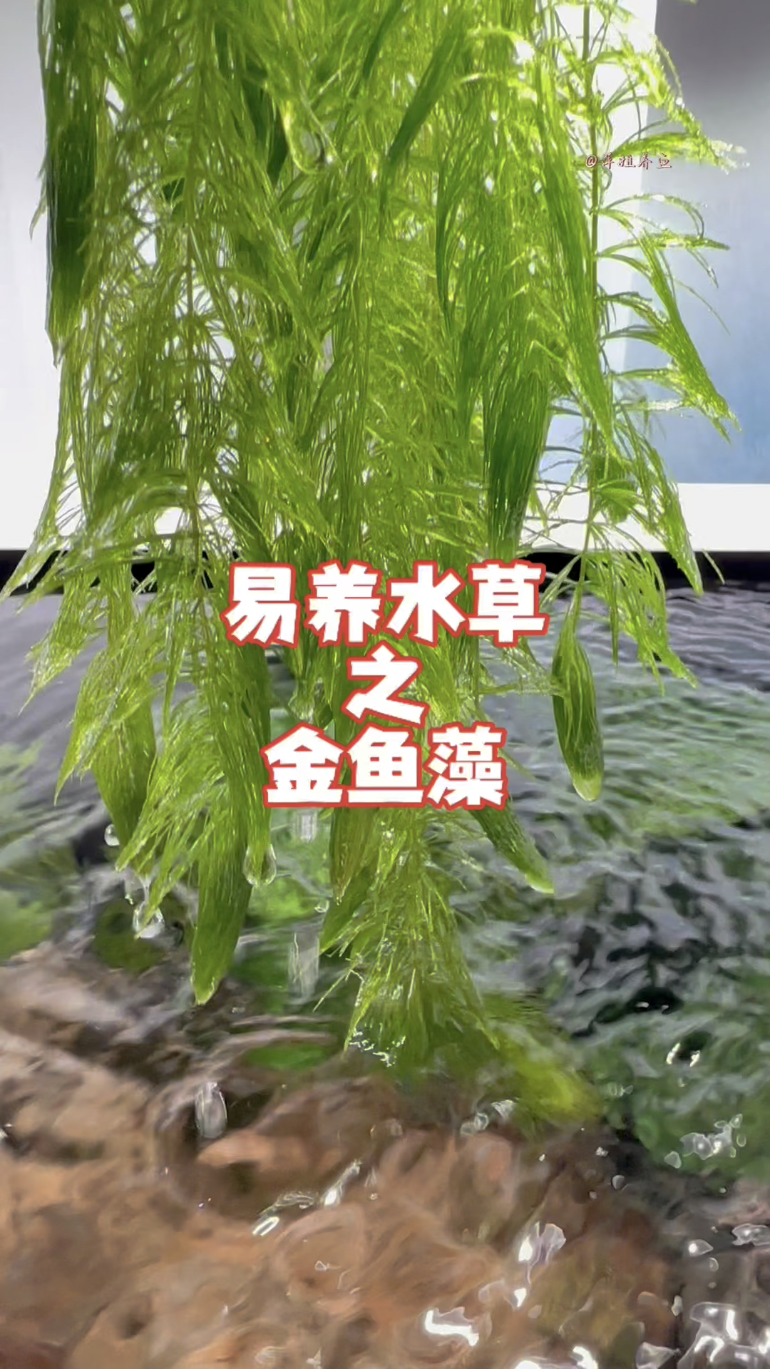 在众多水草中,金鱼藻无疑是极容易养护的#水族 #鱼缸里的大自然