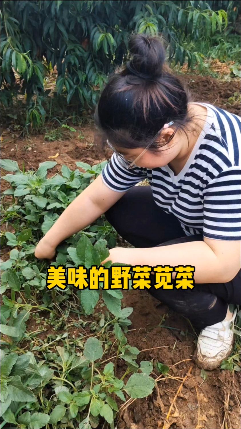 美味的野菜—野苋菜