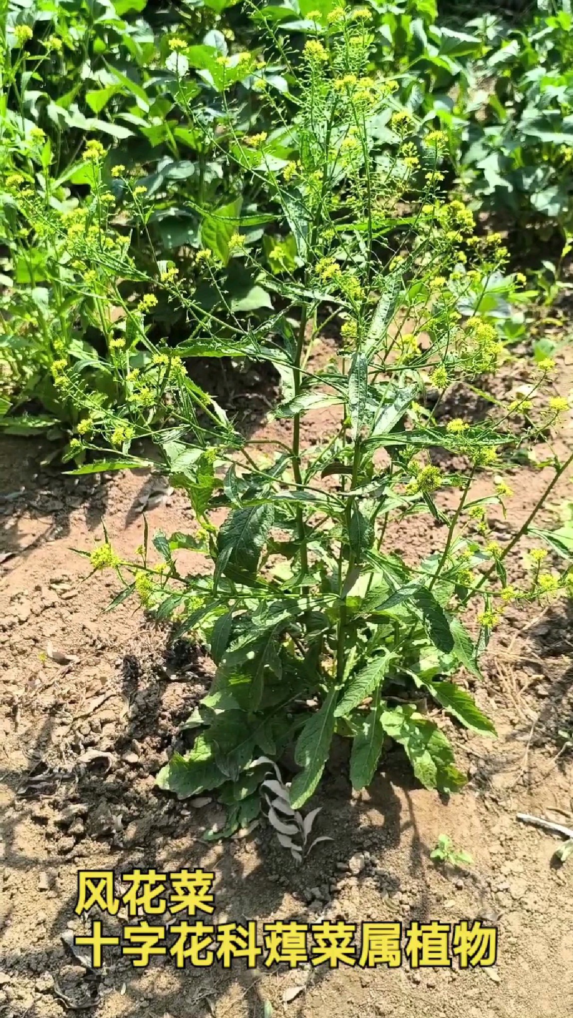 风花菜(球果蔊菜)