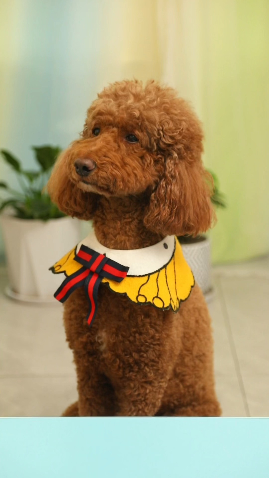 奶茶到底是不是傻狗