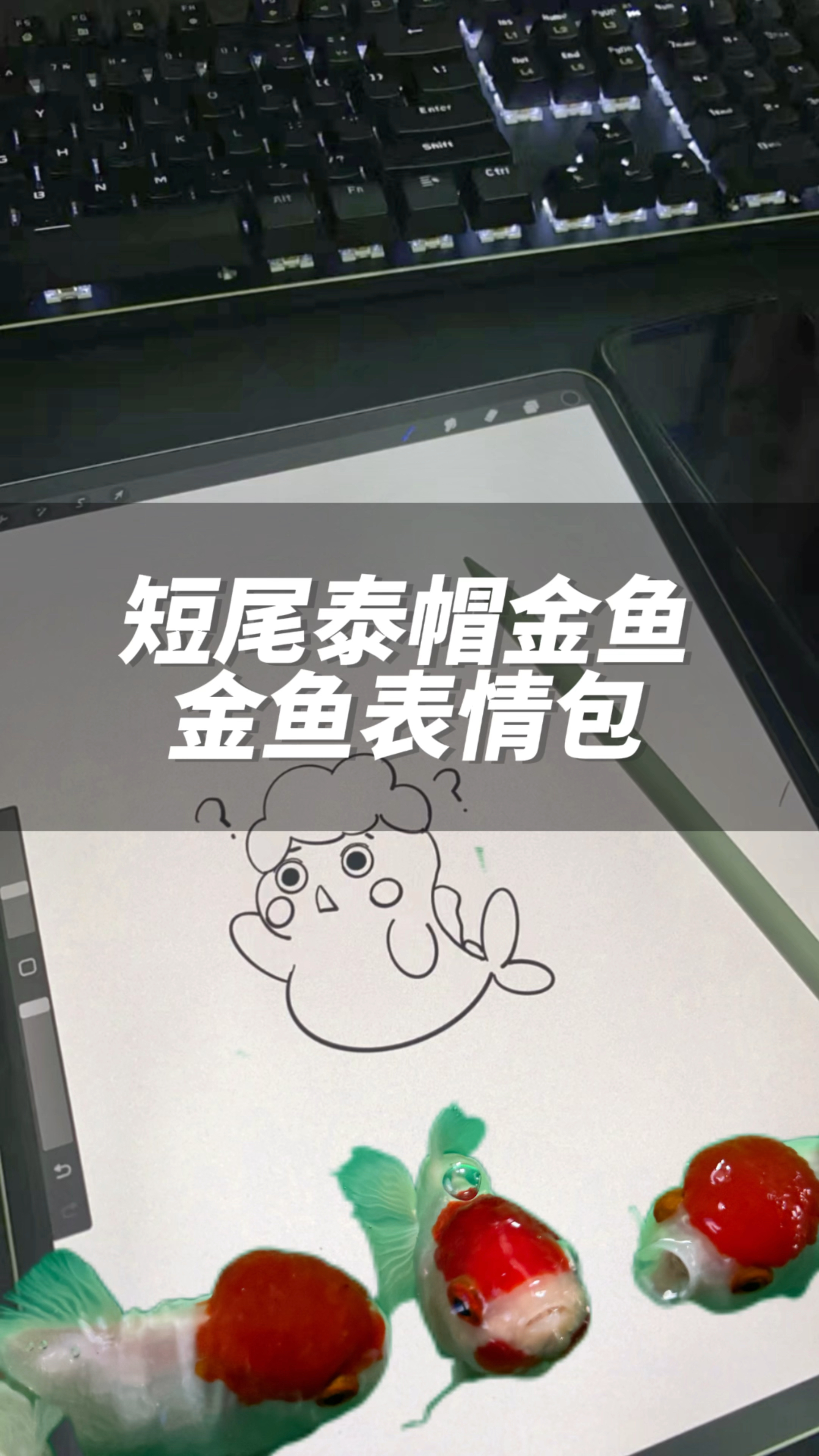 给短尾泰帽金鱼画了可爱的表情包