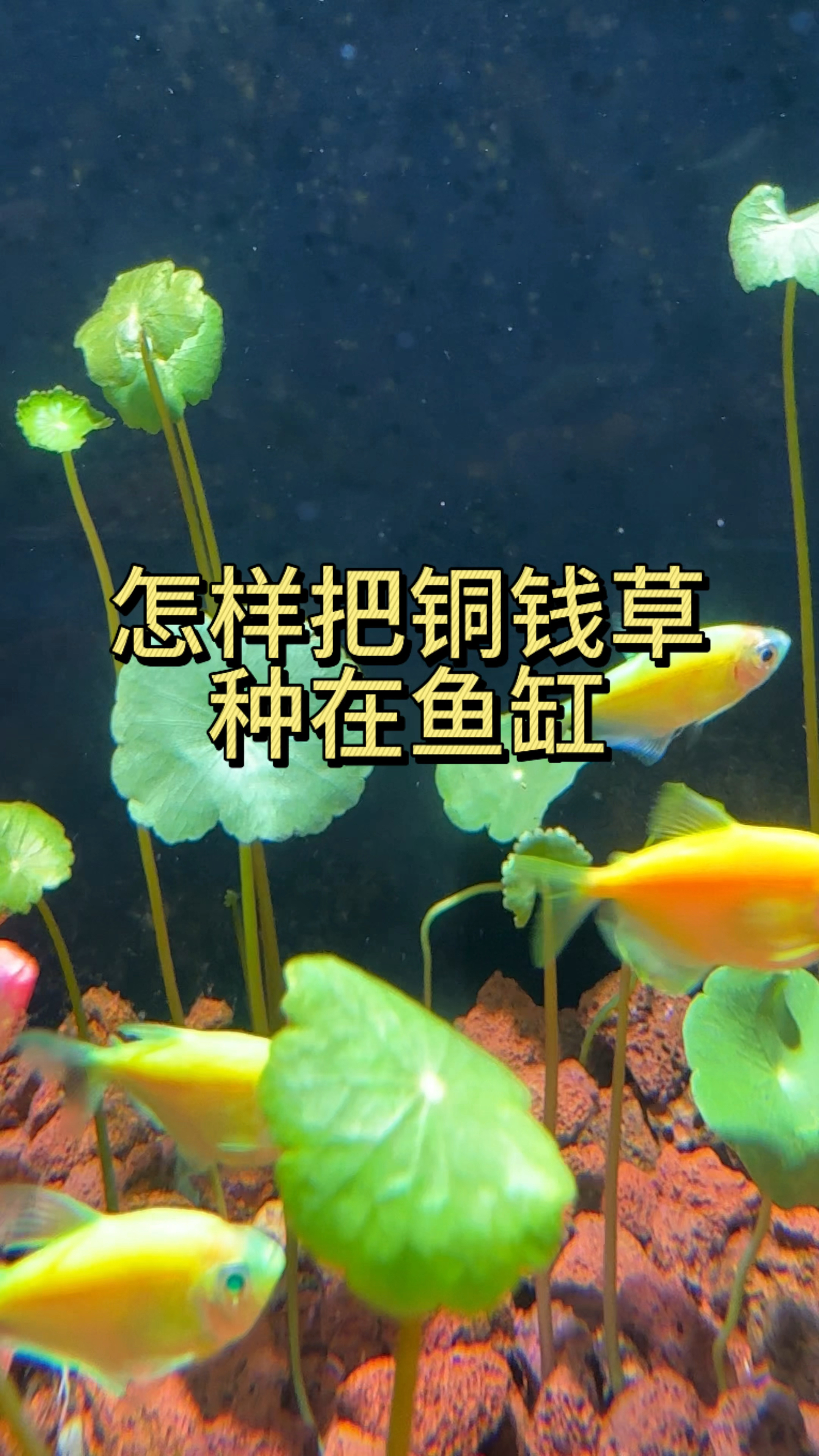 怎样把铜钱草种在鱼缸 方法其实很简单#观赏鱼 #养鱼日记 #铜钱草