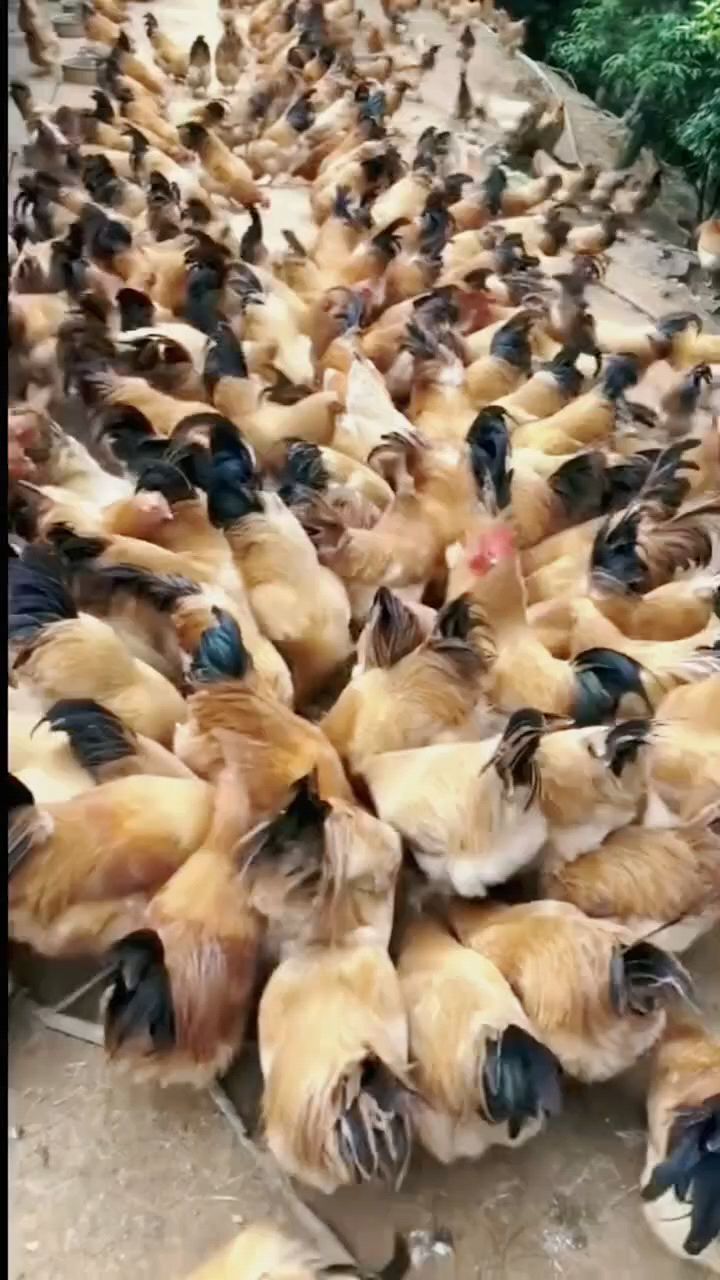 不管鸡鸭鹅怎么样都不好喂