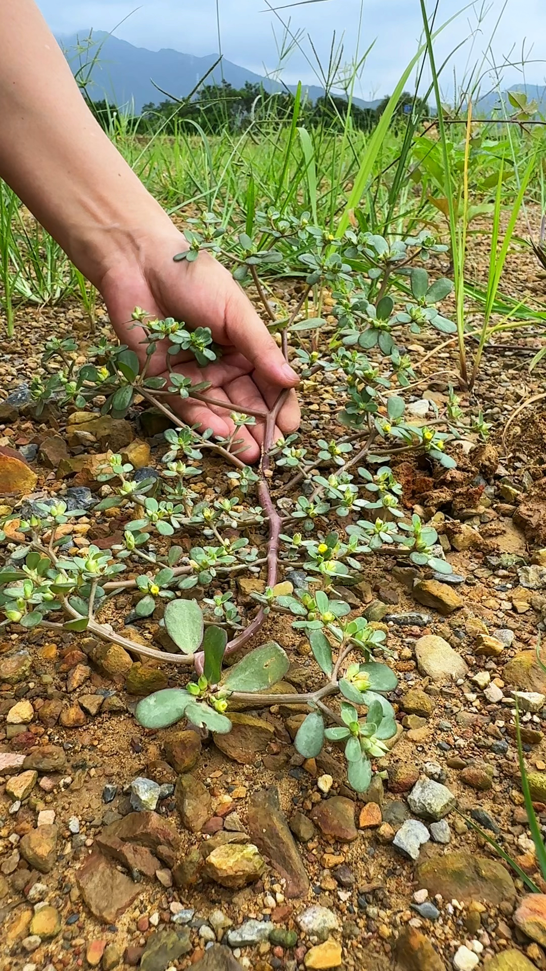 马齿苋叶青、茎红、花黄、子黑、根白,具有五行之色,又称五行菜