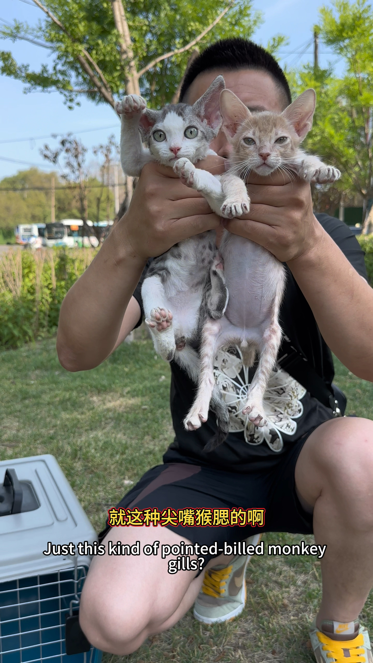 右边的猫谁认识?还有哪些尖嘴猴腮的猫