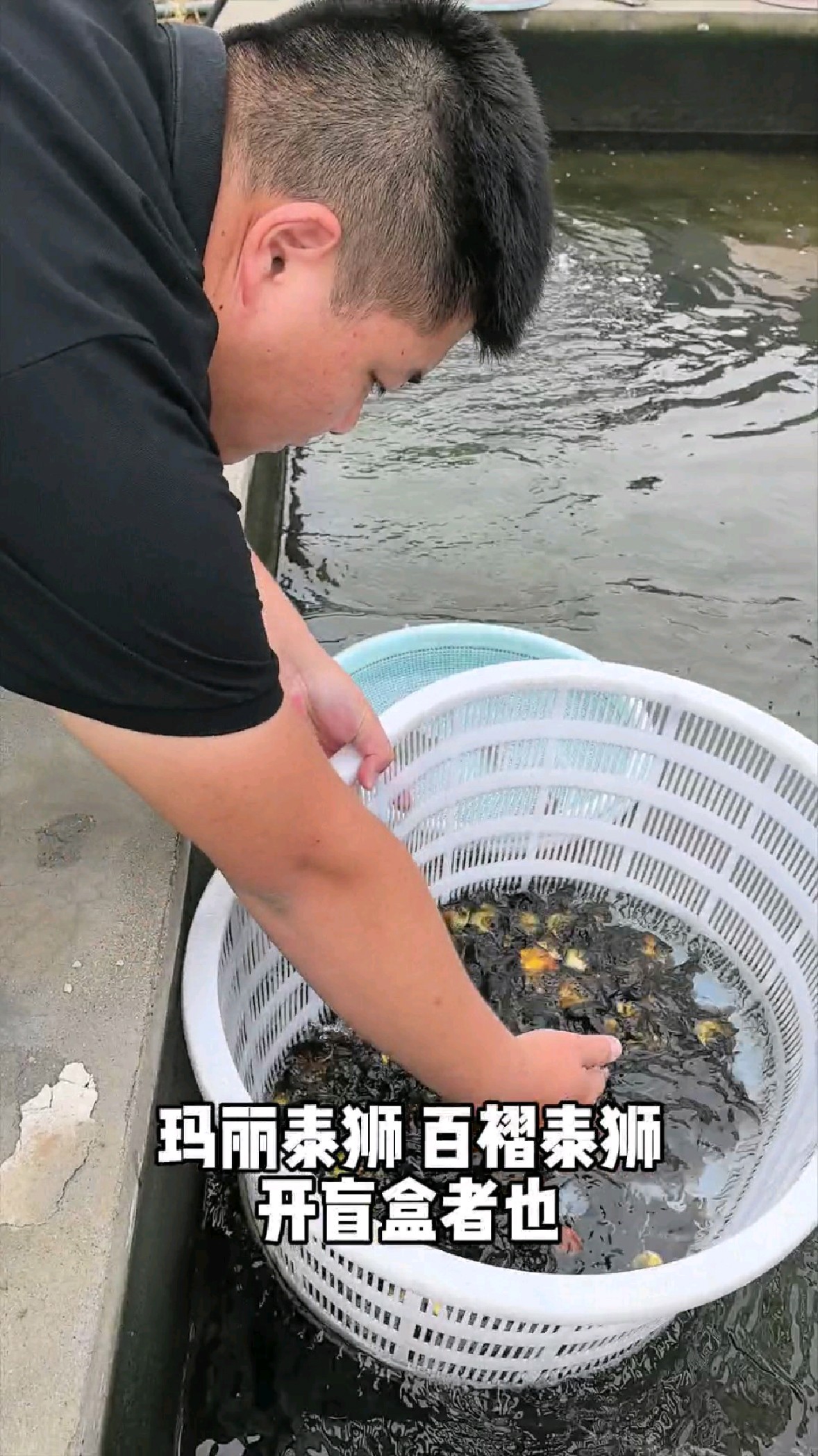 选择玛丽泰狮金鱼的要点,游姿 体型尾和身体的夹角。