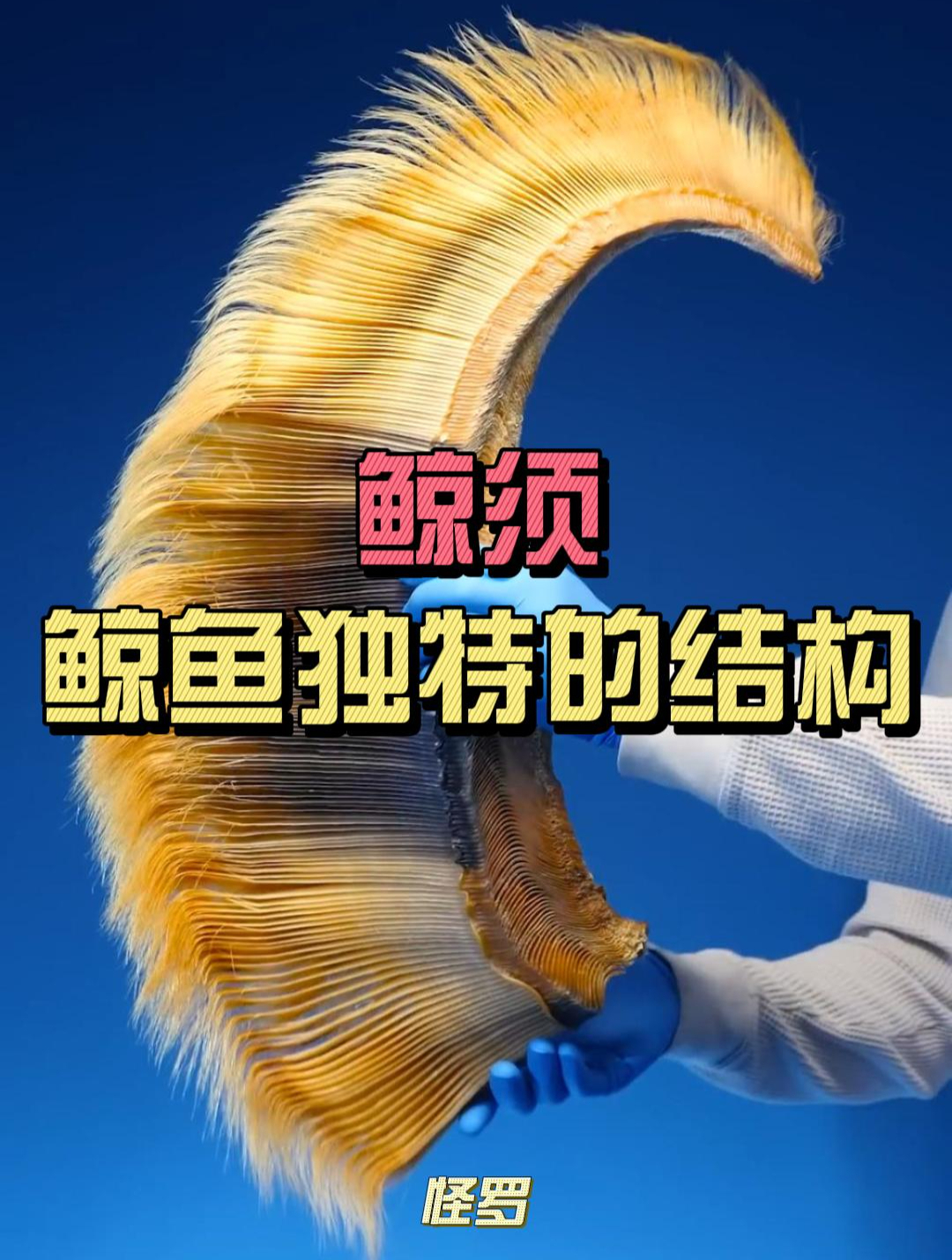 鲸须:须鲸身体最独特的结构之一,它到底如何帮助鲸鱼进食?