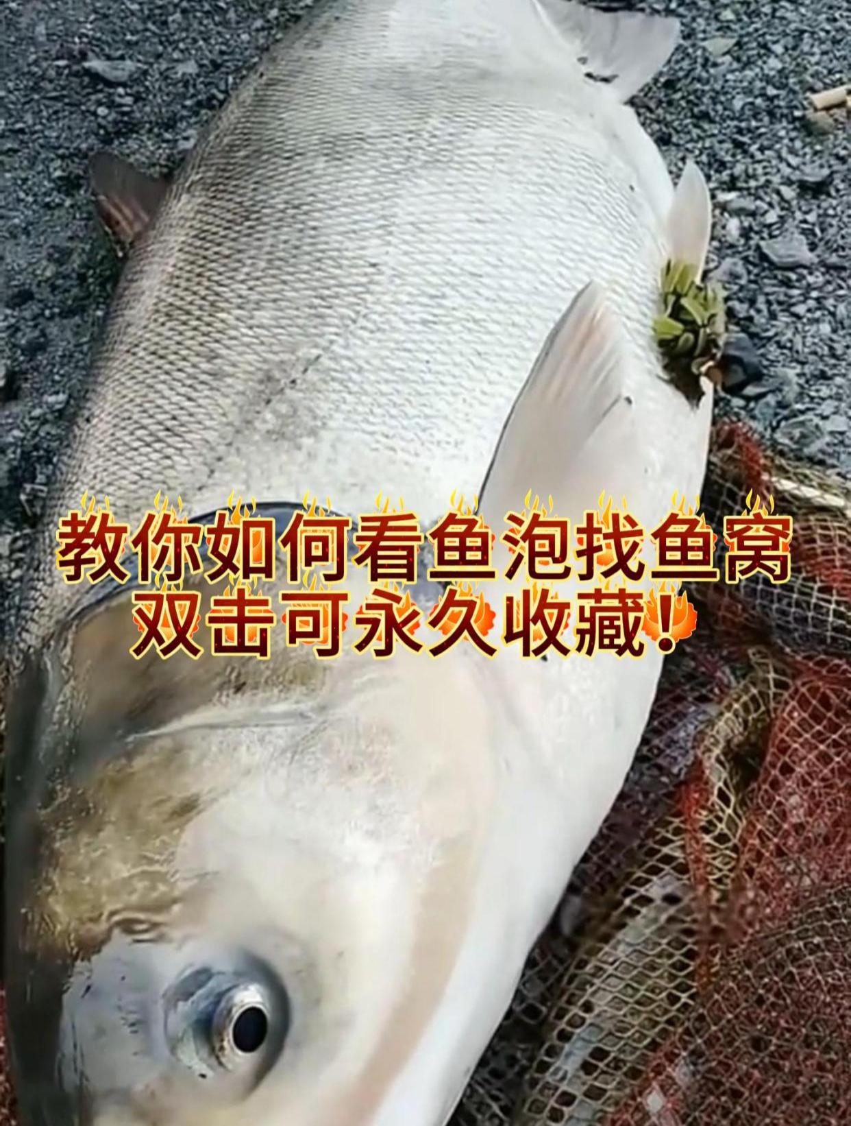 教你如何看鱼泡找鱼群,太容易了!