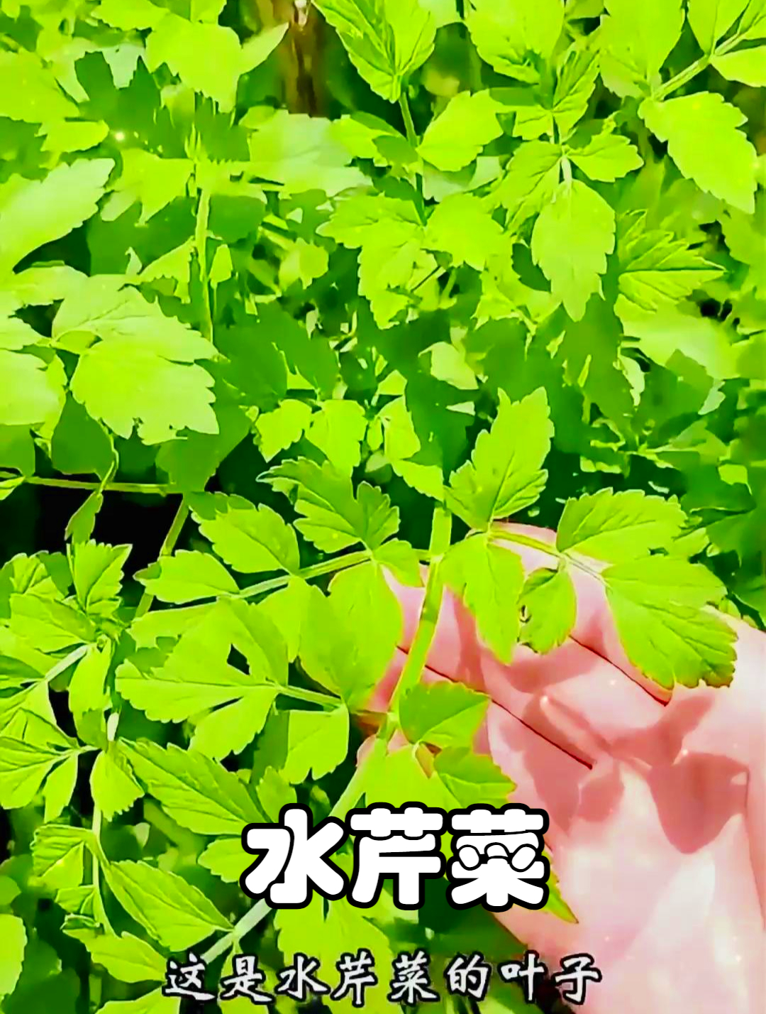 水芹菜也叫野芹菜,泡水喝可以清理肠胃油腻,让消化更顺畅