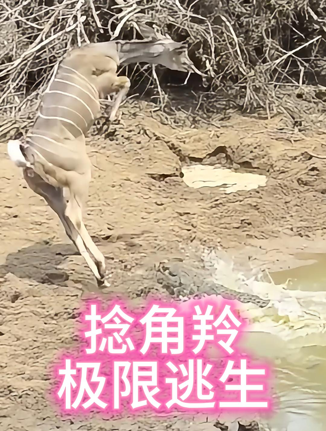 捻角羚极限身法逃生!鳄鱼跃出水面的瞬间,捻角羚做出神预判