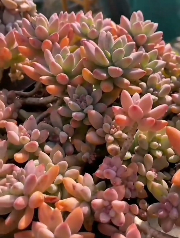 多肉秋丽,出状态五彩缤纷,而且还非常好养!