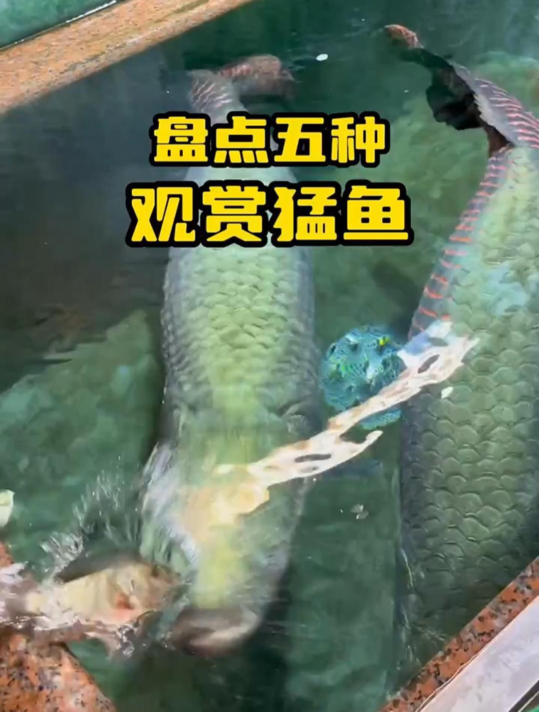 盘点五种观赏猛鱼,每一种都战斗力爆表,你心中的第一是什么鱼?