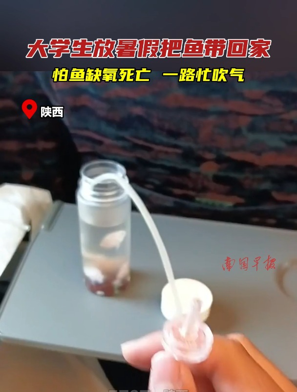 大学生放暑假把鱼带回家,怕鱼缺氧死亡,一路忙吹气