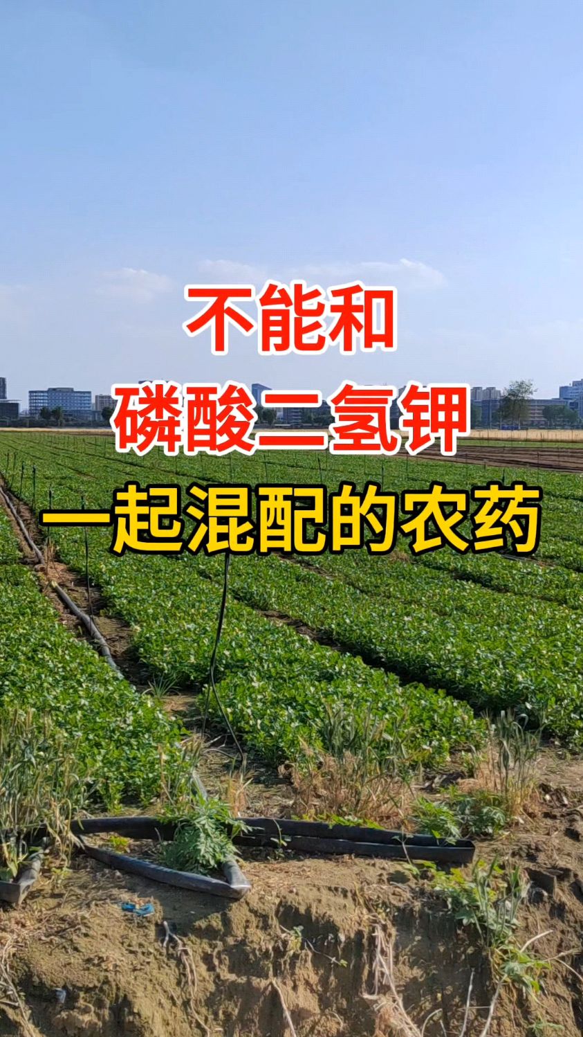 磷酸二氢钾叶面肥不能和什么一起用#磷酸二氢钾不能与什么农药混用